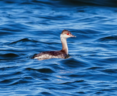 Horned Grebe