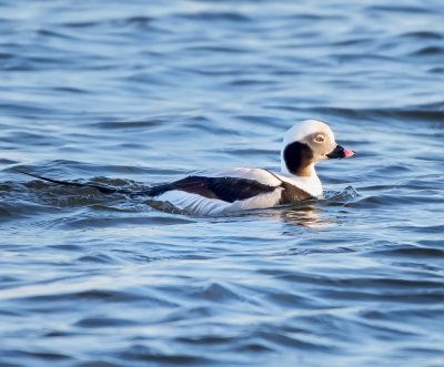 Long-tailed DUck (male)