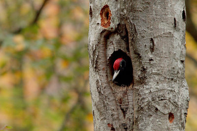 Black Woodpecker Dryocopus martius