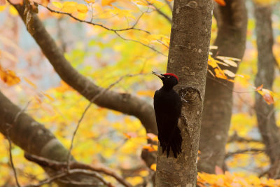 Black woodpecker Dryocopus martius