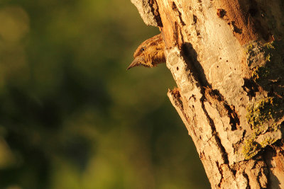 Eurasian Wryneck Jynx torquilla