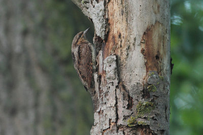 Eurasian Wryneck Jynx torquilla