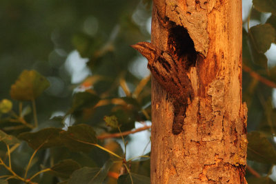 Eurasian Wryneck Jynx torquilla