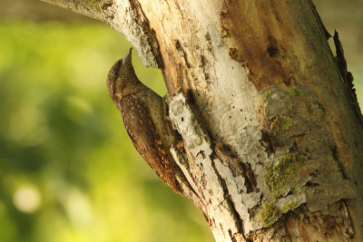 Eurasian Wryneck Jynx torquilla