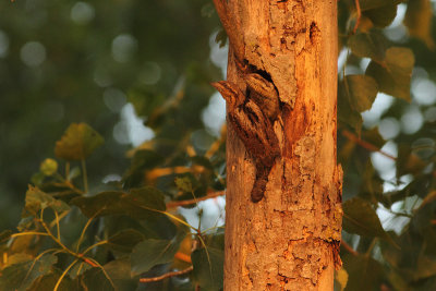 Eurasian Wryneck Jynx torquilla