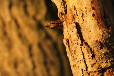 Eurasian Wryneck Jynx torquilla