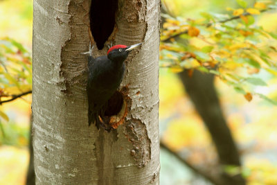 Black Woodpecker Dryocopus martius