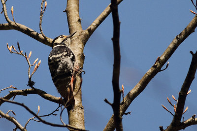 white-backed woodpecker Dendrocopos leucotos lilfordi