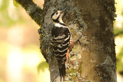 white-backed woodpecker Dendrocopos leucotos lilfordi