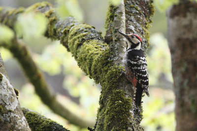 white-backed woodpecker Dendrocopos leucotos lilfordi