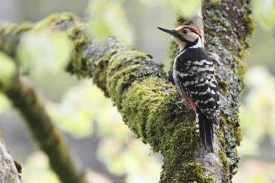 white-backed woodpecker Dendrocopos leucotos lilfordi