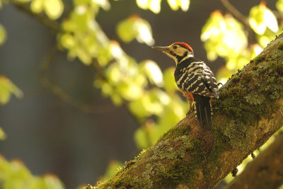 white-backed woodpecker Dendrocopos leucotos lilfordi