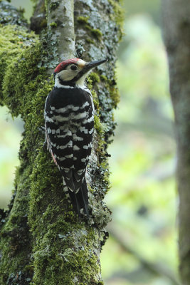white-backed woodpecker Dendrocopos leucotos lilfordi
