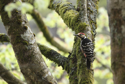 white-backed woodpecker Dendrocopos leucotos lilfordi