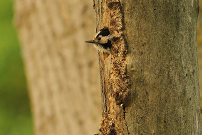 Lesser Spotted Woodpecker Picoides minor