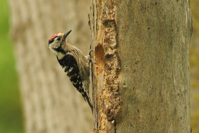 Lesser Spotted Woodpecker Picoides minor