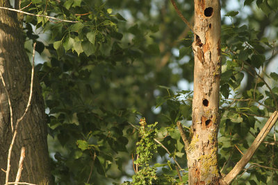 Eurasian Wryneck Jynx torquilla