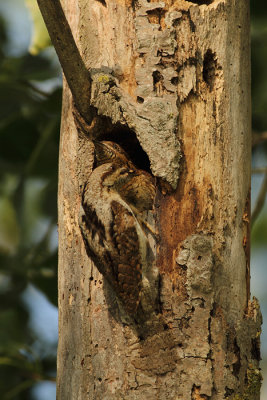 Eurasian Wryneck Jynx torquilla