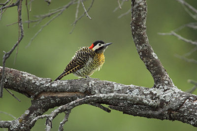 Green-barred Woodpecker 