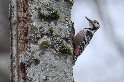 Dendrocopos leucotos lilfordi