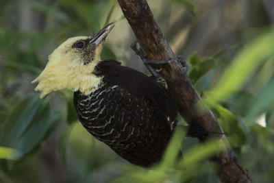 foraging