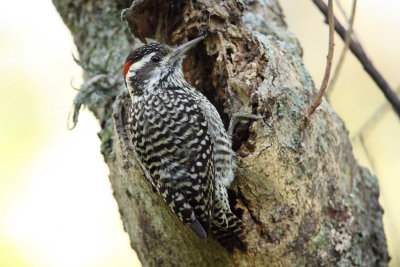 Checkered Woodpecker 