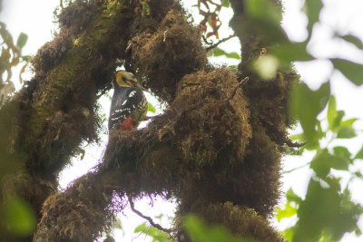 Darjeeling Woodpecker Dendrocopos darjellensis