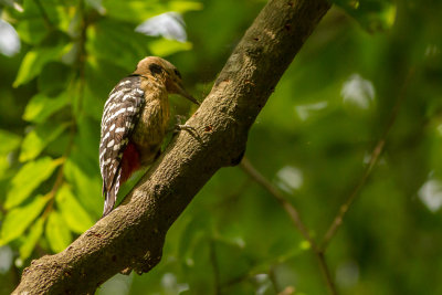 Fulvous-breasted Dendrocopos macei