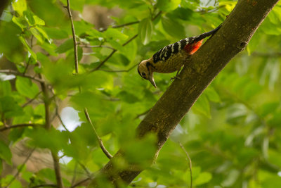 Fulvous-breasted Dendrocopos macei