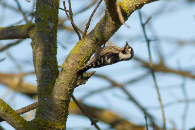 Lesser Spotted Woodpecker Picoides minor