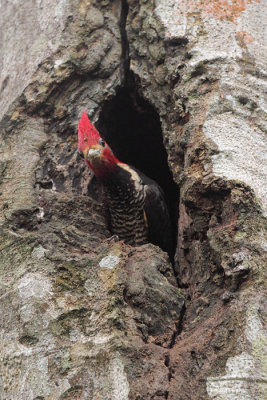 male in roost