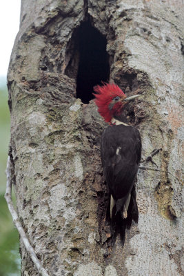 male at roost