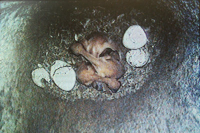 nestlings and egg shells