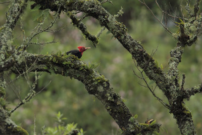 male in Yungas
