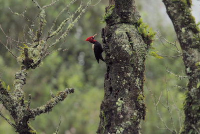 male in Yungas