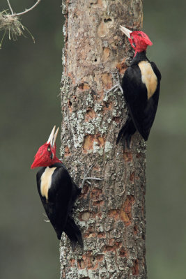two males