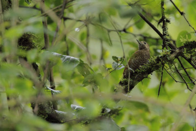 female