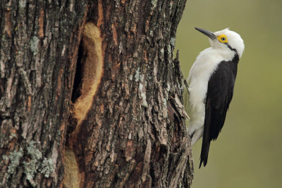 female 