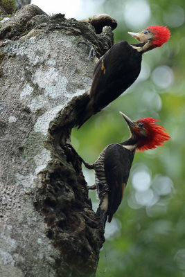 juvenile and adult