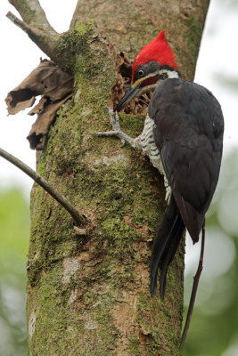 male foraging