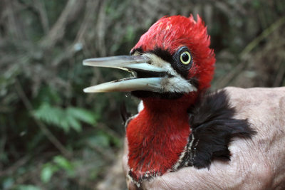 female portrait