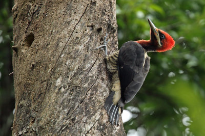 juvenile male