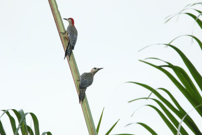 male and female