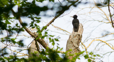 Black Woodpecker (Dryocopus martius)