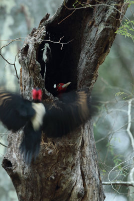 female arriving at roost