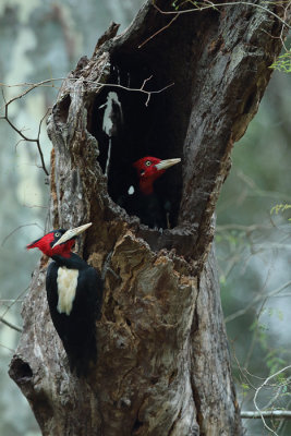male and female at roost