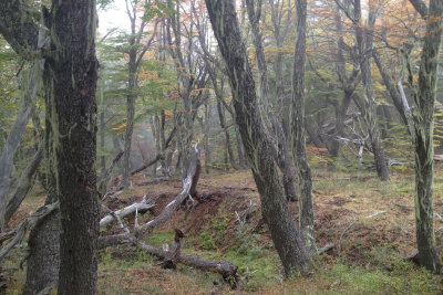 lenga forest in autumn