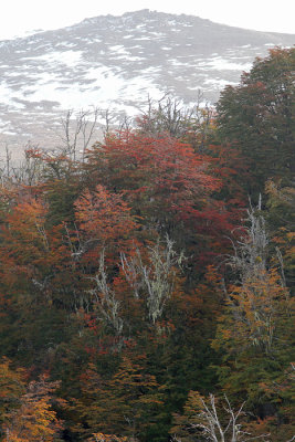 lenga forest in autumn 