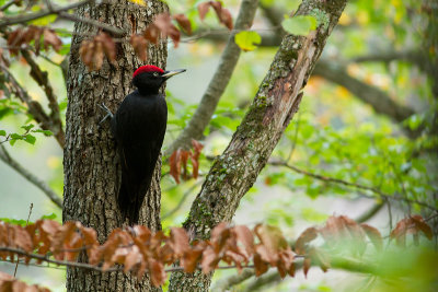 Black Woodpecker (Dryocopus martius)