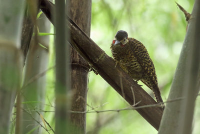 male in bamboo